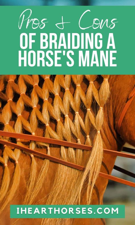 Horse Mane Braids Westerns, Horse Braids Mane, Mane Braiding, Mane Braids, Horse Mane Braids, Horse Hair Braiding, Horse Braiding, Tail Braids, Braiding Your Own Hair