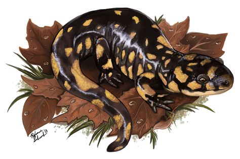 Salamander Painting, Salamander Terrarium, Salamander Drawing, Tiger Salamander, Painting Tiger, Illustration Photo, Scientific Illustration, Animals Artwork, Amphibians