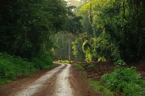 Kakamega Forest | Flickr - Photo Sharing! Kakamega Forest Kenya, Nairobi Kenya, Long Walk, Nairobi, Tarzan, Manor House, In The Forest, Wonderful Places, The Forest