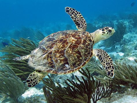 Hawksbill turtle, Grand Cayman by Hawkfish, via Flickr Endangered Animals Project, Turtle Tank Setup, Hawksbill Sea Turtle, Hawksbill Turtle, Turtle Care, Beachy Art, Turtle Habitat, Grand Cayman Island, Diy Tank