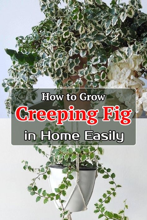 Creeping Fig Ground Cover, Creeping Fig Indoor, Creeping Fig Wall, Creeping Fig Plant, Ivy Houseplant, Indoor Ivy, Fig Varieties, Gecko Terrarium, Creeping Fig