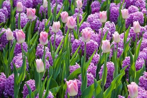 Spring Combination Ideas, Bulb Combinations, Plant Combinations, Flowerbeds Ideas, Spring Borders, Tulip Dynasty, Hyacinth Miss Saigon, Tulipa Dynasty, Hyacinthus Orientalis, Purple Hyacinth, Tulipe Dynasty, Jacinthe Miss Saigon Flowerbeds Ideas, Bulb Combinations, Hyacinths Garden, Flower Combinations, Planting Combinations, Butterfly Garden Design, Purple Hyacinth, Annual Garden, Early Spring Flowers