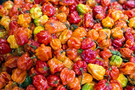 How to Store Habanero Peppers: 4 Ways to Store Habaneros Foods For Cramps, Chile Habanero, Chile Jalapeño, Chile Poblano, Habanero Hot Sauce, Chile Guajillo, Habanero Peppers, Green Coffee Bean, Pepper Seeds