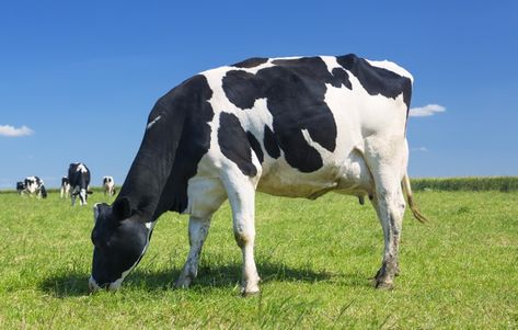 Cow grazing on a green meadow Free Photo | Free Photo #Freepik #freephoto #green #nature #animal #farm Gado Leiteiro, Cow Grazing, Grazing Cow, Cow Liver, Jersey Cow, Green Meadow, Holstein Cows, Cow Pictures, Farm Photography