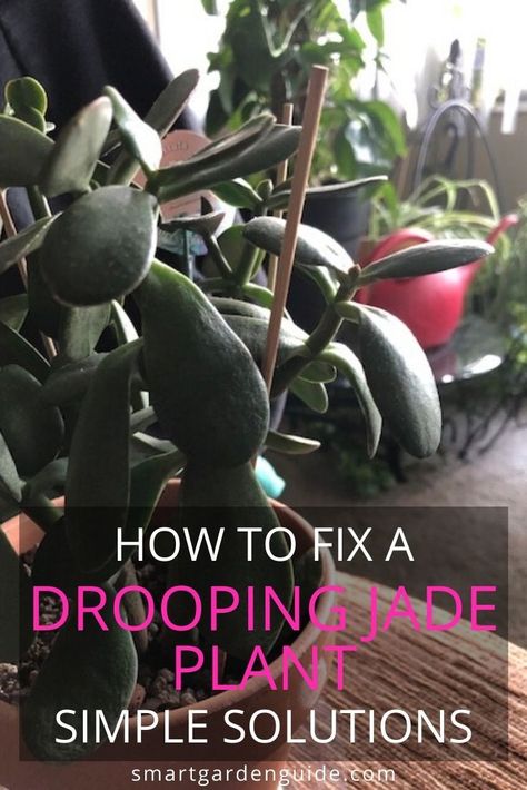 If your jade plant is drooping, don't despair. Read this guide to the common causes of a drooping jade plant to find out how to fix your plant and prevent the problem from ever happening. Jade Plant Problems, Jade Plant, Jade Plant Pruning, Feng Shui Garden Design, Suculent Plants, Jade Plant Care, Jade Tree, Tree Support, Lucky Plant