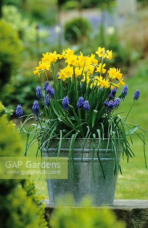 Spring container with Narcissus 'Tete-a-tete' - Miniature Daffodils and Muscari armeniacum - Grape Hyacinths planted in a galvanised bucket Muscari And Daffodils, Miniature Daffodils, Muscari Armeniacum, Daffodils Planting, Hyacinth Plant, Bulb Planting, Container Planting, Flower Containers, Gardening Inspiration