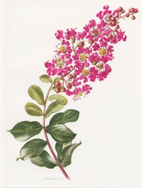 Myrtle Tattoo, Myrtle Flower, Pink Flower Wall, Cottage Wall Art, Myrtle Tree, Purple Tree, Crepe Myrtle, Hot Pink Flowers, Crape Myrtle