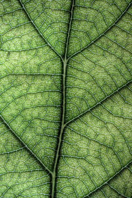 Leaf Texture Pattern, Textures In Nature, Leaf Pictures, Nature Materials, Leaves Texture, Texture Nature, Nature Texture, Motifs Organiques, Leaf Structure