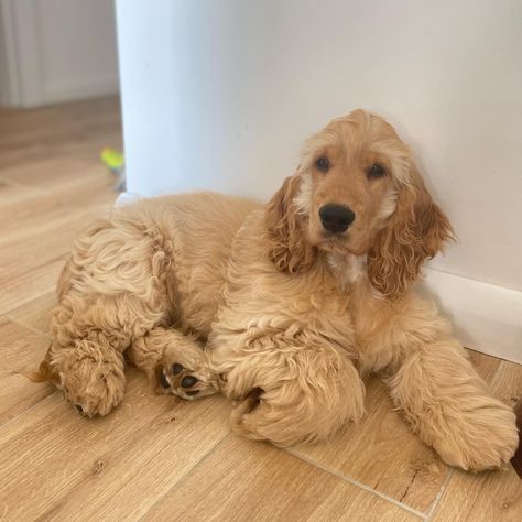 English Cocker, English Cocker Spaniel, Cocker Spaniel, Puppy Dog, Spaniel, Dogs And Puppies, Golden Retriever, Puppies, Dogs