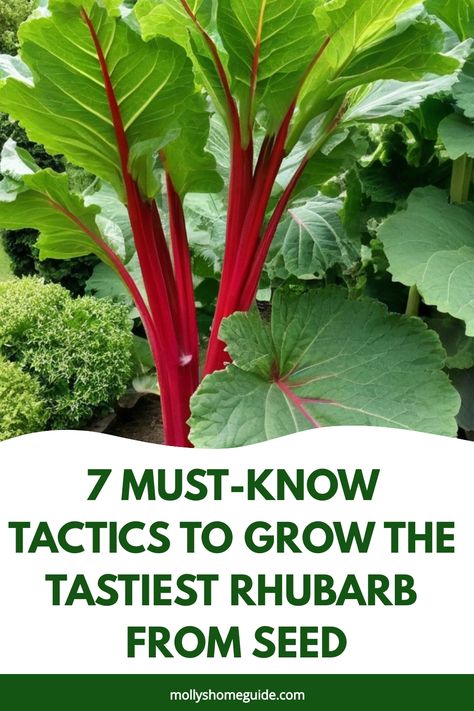 Ever wondered how to grow rhubarb from seed? Follow these simple steps to start growing your own vibrant and delicious rhubarb plants at home. Learn the best practices for successful germination, nurturing seedlings, and cultivating thriving rhubarb plants in your garden. Discover expert tips on planting, watering, fertilizing, and harvesting your very own homegrown rhubarb. How To Grow Rhubarb, Grow Rhubarb, Growing Rhubarb, Rhubarb Plants, Plants At Home, Seed Starting Mix, Herb Gardening, Plant Help, Organic Mulch