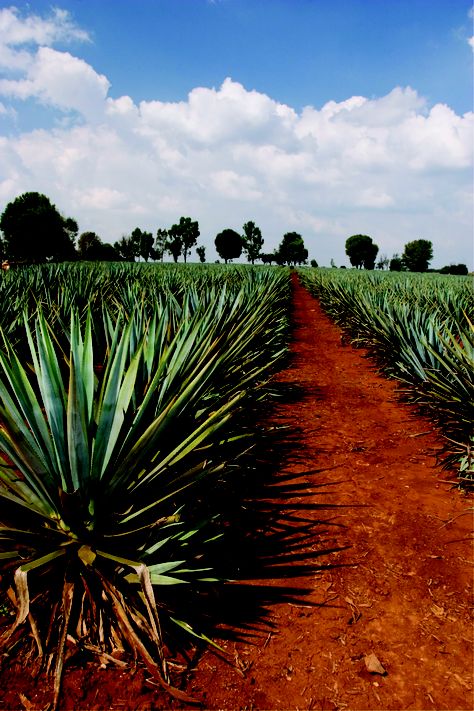 Blue Weber Agave Field Blue Weber Agave, Agave Field, Mexico Decor, Arizona Landscape, Blue Agave, New Mexican, All Things New, Agaves, Desert Plants