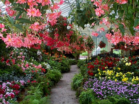 Greenhouse With Flowers, Earthy Core, Flower Greenhouse, Islamic Garden, Flower Cafe, Greenhouse Interiors, Longwood Gardens, Garden Farm, Ig Pics