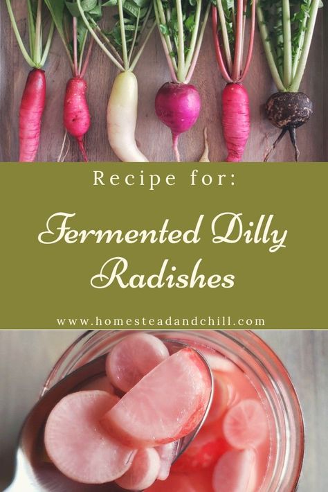 Picked Radishes, Radish Pickle Recipe, Fermented Radishes, Radish Pickle, Radish Recipe, Fermented Vegetables Recipes, Fermented Veggies, Radish Recipes, Pickle Recipe