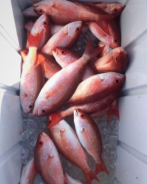 Wow, over 100 fish in 6 hours? See what you can catch when you book a charter with us! 🎣 🛥️ 🐟 🌊 No worries about cleanup either; our crew will get the fish ready and prepped before you leave! ... #caribemarina #marina #outcast #charter #charterfishing #fishingtrip #perdidopassfishing #fishingtrip #obafishing #snapper #vermillion #redfish #gulfcoast #gulfcoastfishing Snapper Fish, Red Fish, Fishing Trip, The Fish, No Worries, Fish, Canning