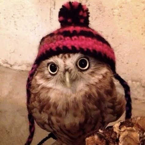 Owl Pet, Owl Pictures, Owl Bird, Silly Animals, Barn Owl, Cute Owl, Cute Birds, Little Birds, Sweet Animals