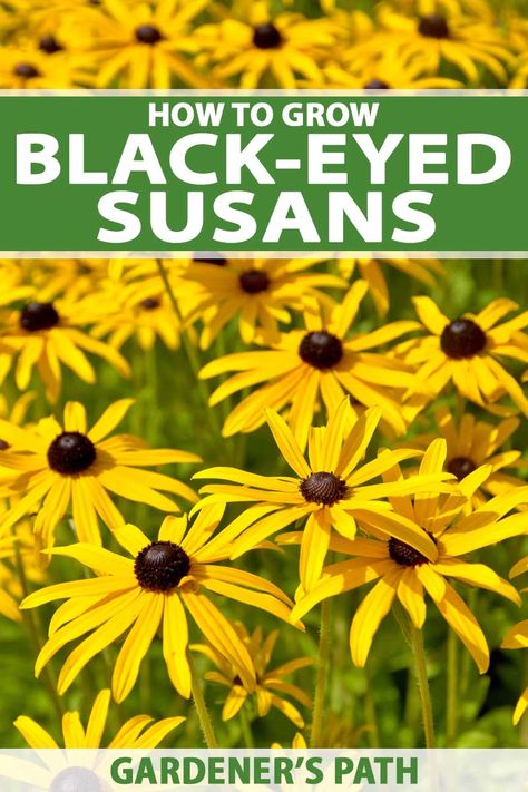 Brown Eyed Susans, Black Eyed Susans Landscaping, Planting Black Eyed Susans, Black Eye Susans, Black Eyed Susan Seeds, Rudbeckia Flower, Blackeyed Susans, Georgia Garden, Flowers That Attract Butterflies