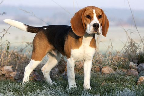 Beagle Hunting, Beagle Art, Giant Dog Breeds, Cute Beagles, Most Popular Dog Breeds, Popular Dog Breeds, Beagle Puppy, Dog Wallpaper, Beagle Dog