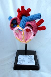 Anatomically Correct Heart, Heart Model, Science Crafts, Human Heart, Crochet Heart, Diy Crochet Projects, Crochet Art, Yarn Art, Heart On