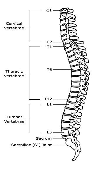 Spine Diagram, Medical Notebook, Bone Anatomy, Anatomy Bones, Spine Health, Human Anatomy And Physiology, Human Anatomy Art, Medical Anatomy, Walls Room