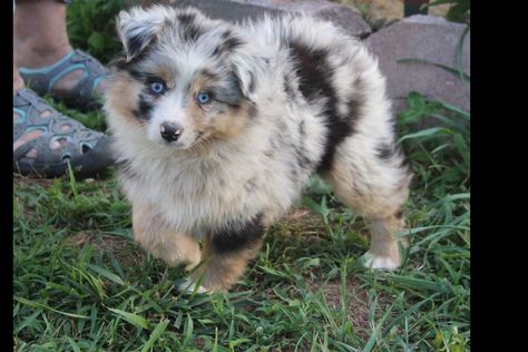 Miniature American Shepherd Puppy, Miniature German Shepherd, Miniature Australian Shepherd Full Grown, American Shepherd Miniature, Toy Australian Shepherd Full Grown, Miniature American Shepherd, American Miniature Horse, Dachshund Puppies For Sale, American Shepherd