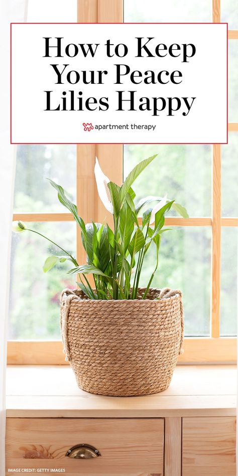 Peace Lily Indoor, Peace Lily Plant Care, Windowless Room, Peace Lily Care, Peace Plant, Lily Plant Care, Lily Care, Peace Lilies, Lily Plant