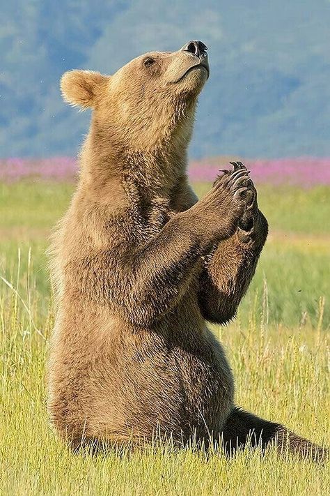 14 Adorable Animals Praying For The Weekend Animals Praying, Squirrel Memes, Baby Bear Cub, Baby Animal Nursery Art, Bear Sitting, 22nd Anniversary, Squirrel Funny, Baby Animal Nursery, Dangerous Animals