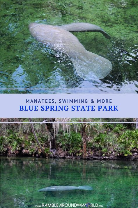 Jul 17, 2020 - Blue Spring State Park, Florida suits everyone. It’s home to manatees, swimming, camping, kayaking and canoeing. Manatee Springs State Park, Blue Springs State Park Florida, Blue Spring State Park Florida, Barbara Manatee, Camping Florida, Orlando Florida Vacation, Blue Springs State Park, Manatee Florida, Ocala National Forest