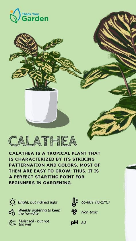 Our top recommendation of Calathea varieties for your houseplants. Check out on our website now! #calatheaplant #calathea #calatheaplantcare #calatheaorbifolia #calatheavarieties #calatheaornata #calatheaplantvarieties #calatheawhitefusion #calathealutea #calatheamakoyana #calatheadottie #calatheamedallion Vigoro Calathea, Calathea Orbifolia Care, Plant Care Chart, Calathea Plant Varieties, Calathea Concinna, Grow Grass Fast, Calathea Plant Care, Indoor Plants Pet Friendly, Calathea Varieties