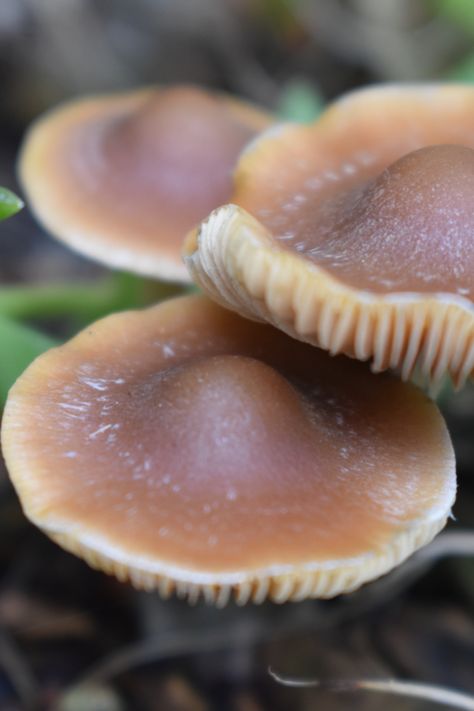 Macrophotography of Psilocybe subaeruginosa mushrooms, Melbourne 2021. Psilocybin Benefits, Psycilobin Mushrooms, Russula Mushroom, Growing Psylocibin Mushrooms, Crimini Mushrooms, Stuffed Mushrooms