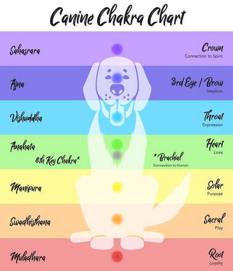 Horse Healing, Equine Massage, Chakra Chart, Reiki Room, Massage Therapy Business, Spiritual Nature, Animal Reiki, Social Media Icons Free, Living With Dogs