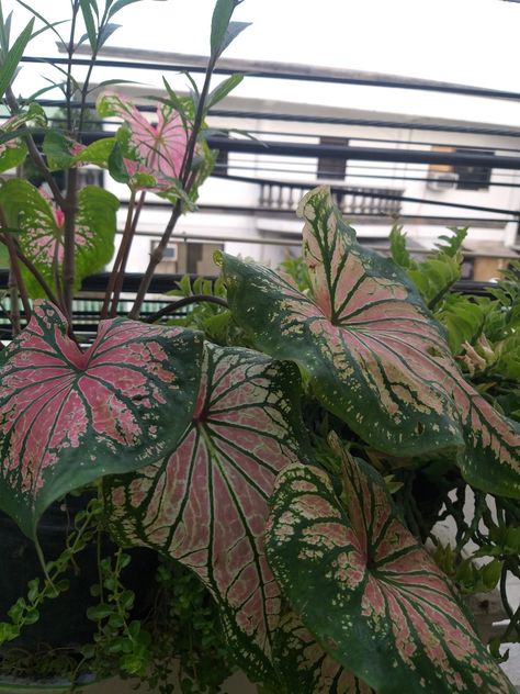 Pink Symphony/Thai Beauty Caladium Pink Symphony Caladium, Symphony Caladium, Pink Plants, Pink Plant, Plant Aesthetic, Pretty Plants, Flora And Fauna, Green Plants, Plant Life