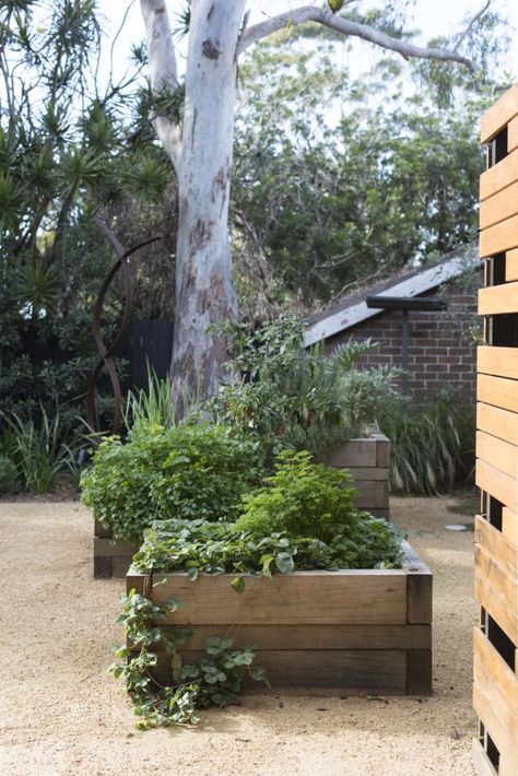 Edible Garden | Secret Gardens: Sydney Landscape Architecture Coastal Landscaping Ideas, Timber Planters, Coastal Landscaping, Satisfying Things, Herb Garden Design, Plants Growing, Edible Landscaping, Secret Gardens, Fruit Vegetables