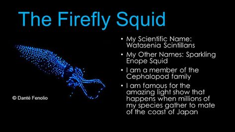 Types Of Squid, Firefly Squid, Deep Sea Animals, First Plane, Fur Seal, Fish Supplies, Deep Sea Creatures, Bird Supplies, Crustaceans