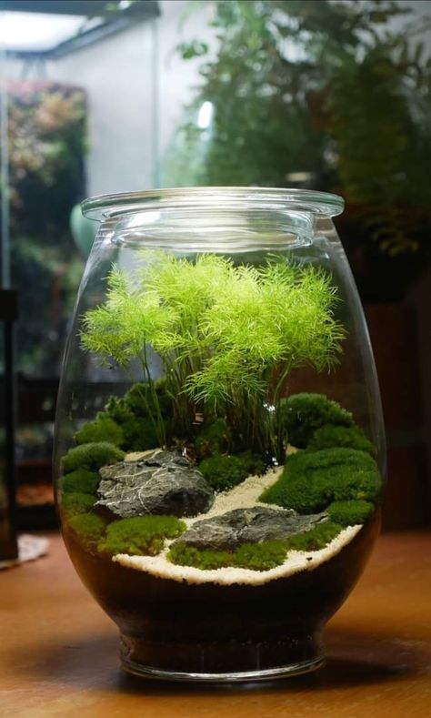 Japanese Terrarium, Moss Garden Terrarium, Plant Terrarium Ideas, Terrarium Ideas Unique, Mini Japanese Garden, Terrariums Ideas, Moss Ideas, Moss Carpet, Best Terrarium Plants