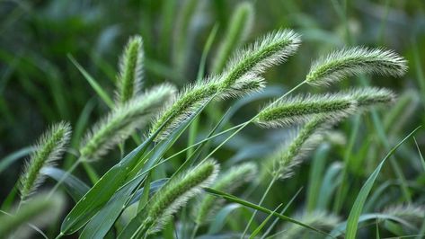 Foxtail Plant, Foxtail Grass, Cat Friendly Plants, Long White Hair, Lush Lawn, Yard Care, Grass Seed, Mulch, Lawn Care