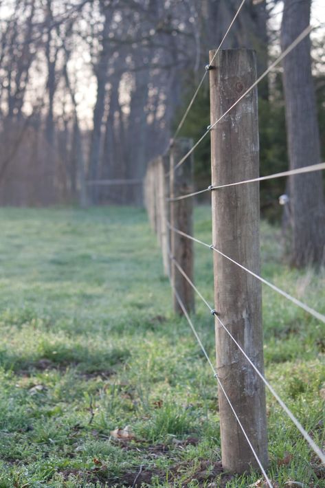 Cow Fence Ideas, Cheap Farm Fence Ideas, Hotwire Fence, Cow Fencing, Cattle Fence Ideas, Farm Fence Ideas, Split Photography, Cattle Fencing, Livestock Fencing