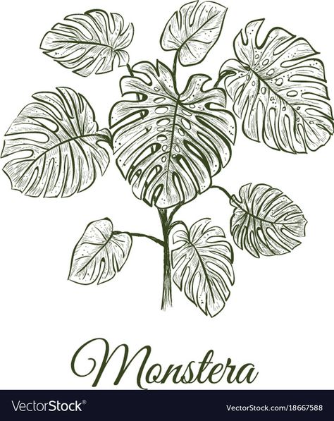 Monstera Plant Sketch, Monstera Plant Drawing, Plant Sketch, Abstract Decorative Painting, Plant Sketches, Line Art Images, Leaf Outline, Flower Line Drawings, Flower Tattoo Shoulder