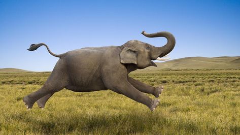 According to researcher John Hutchinson from the Royal Veterinary College in the U.K., adult elephants are capable of top speed running in a walk-like gait Elephant Puns, Animal Action, Riddles, Puns, Animals Wild, So Cute, Harry Potter, Elephant, Running