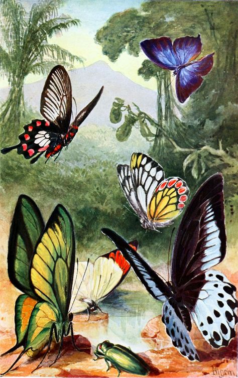 Butterflies Moth Art Vintage Free Stock Photo - Public Domain Pictures Public Domain Images Vintage, Tropical Butterflies, Vintage Butterfly Print, Papillon Butterfly, Moth Art, Butterfly Canvas, Bird Poster, Butterfly Illustration, Antique Illustration