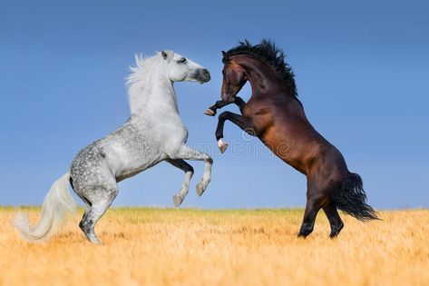 Horses. Two stallion rearing up in corn field #Sponsored , #SPONSORED, #AD, #stallion, #corn, #rearing, #Horses Horses Rearing Up, Horse Herd Running, 7 Horses Running Painting Full Hd, 7 Horses Running Painting, 7 Running Horses With Sunrise, Horse Oil Painting, Running Horses, Watercolor Lettering, Watercolor Animals