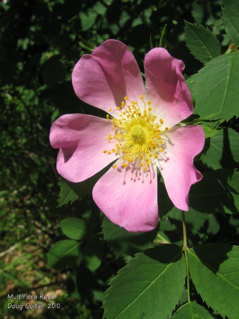 Multiflora Rose (Rosa multiflora) •	Habitat: roadsides, thickets •	Height: 5-10 feet •	Flower size: 1 inch across •	Flower color: white or pale pink •	Flowering time: May to June  • Photo by Doug Colter Multiflora Rose, Plant Photography, Pale Pink, Native Plants, Flowers Photography, Colorful Flowers, Garden Plants, Wild Flowers, Flowers