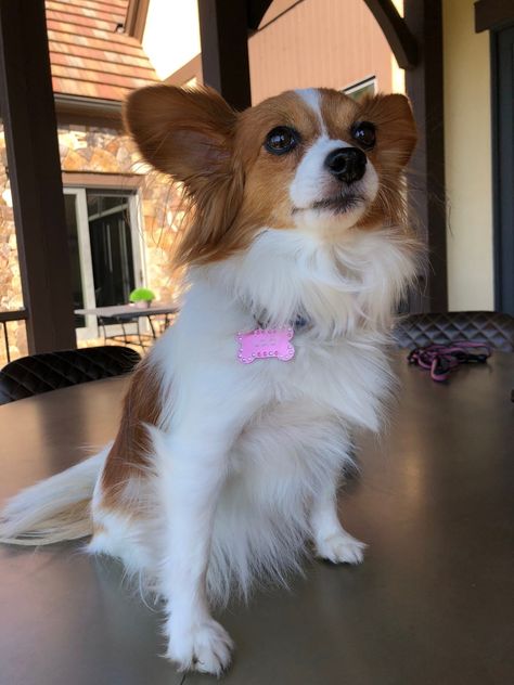 Dog for adoption - Lola, a Papillon in Concord, NC | Petfinder Papillon Chihuahua Mix Dogs, Papillon Puppies For Sale, Chihuahua Mix Puppies, Papillon Mix, Papillon Puppy, Papillon Dog, Adorable Dogs, Chihuahua Mix, Fairy Land