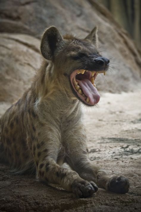 Wow ...look at those teeth!  (: Wolf Drawing Ideas, Cute Wolf, Wolf Photography, Big Teeth, Wolf Drawing, Wolf Pictures, Wild Creatures, African Wildlife, Wild Dogs