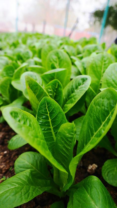 Sandwiches And Wraps, Growing Lettuce, Head Of Lettuce, Winter Vegetables, Super Greens, Health And Happiness, Wheat Grass, Organic Plants, Leafy Greens