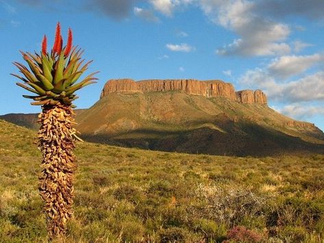 Karoo landscape Karoo Landscape, South Africa Road Trips, South African Landscapes, Africa Painting, Africa Do Sul, Proudly South African, South African Artists, Eastern Cape, My Land