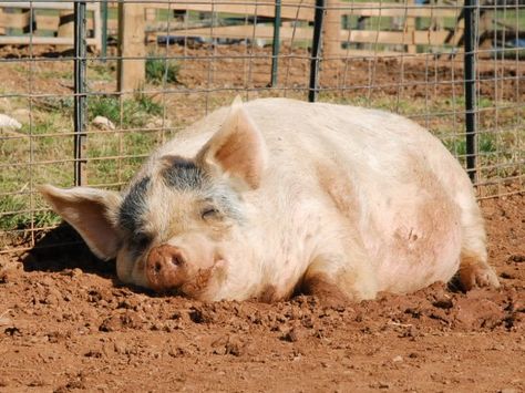 Pig In Mud, Happy Pig, Pig Art, Cute Piggies, Hen House, This Little Piggy, Animal Sanctuary, Animal Projects, Cute Pigs