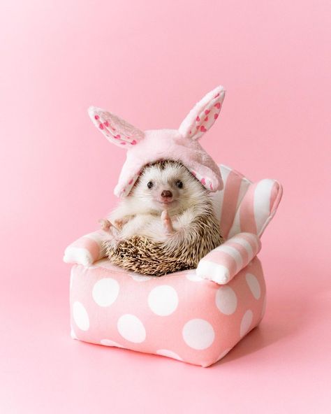 Logo Animal, Hedgehog Pet, Baby Hedgehog, Animal Logo, 귀여운 동물, Cute Photos, Funny Cute, Make Me Smile, Sailor Moon