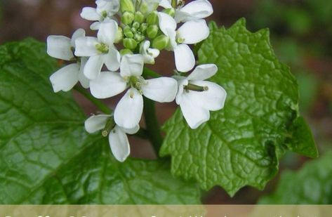 Facts about Garlic Mustard Garlic Mustard Plant, Coffee Grounds As Fertilizer, Garlic Mustard, Mustard Plant, Biennial Plants, Mustard Flowers, Plant Benefits, Invasive Plants, Seed Bank