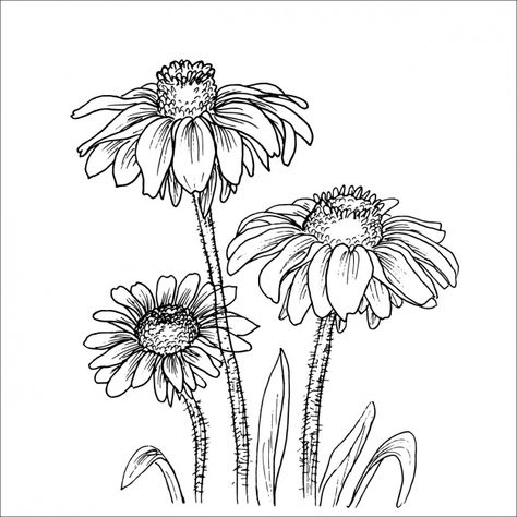 Floral background Floral Linework, Daisy Flower Drawing, Hur Man Ritar Blommor, Flowers Doodles, Rudbeckia Hirta, Black Contour, Clipart Flowers, Drawing Doodles, Painting Practice