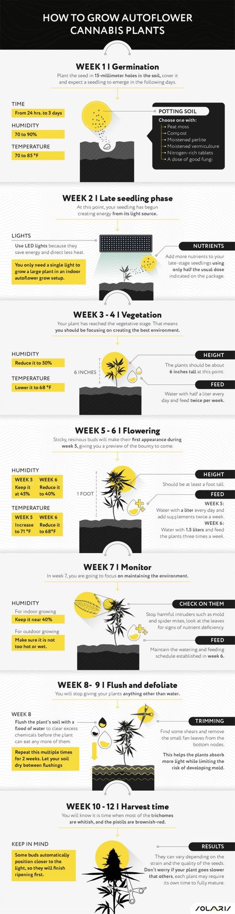 Auto Flower Grow, Growing Autoflowers Indoors, Indoor Cannibas Growing, How To Grow Mary Jane, Growing Mary Jane From Seed, Growing Cannibas From Seed Indoor, Autoflower Outdoor, Growing Cannibas From Seed, Autoflowering Indoor